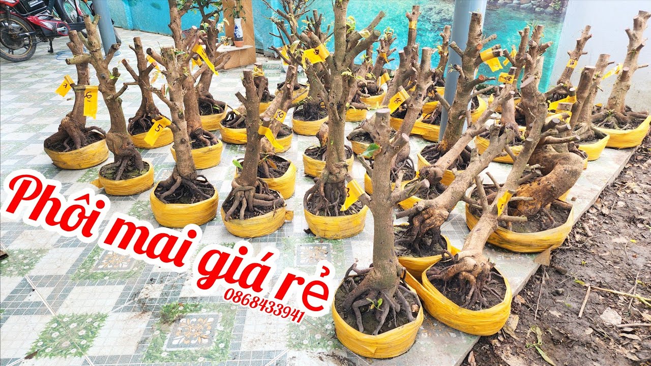 8/3 Chị Tâm 0868433941 phôi mai bonsai đẹp giá rẻ |MaivàngThanhTâm