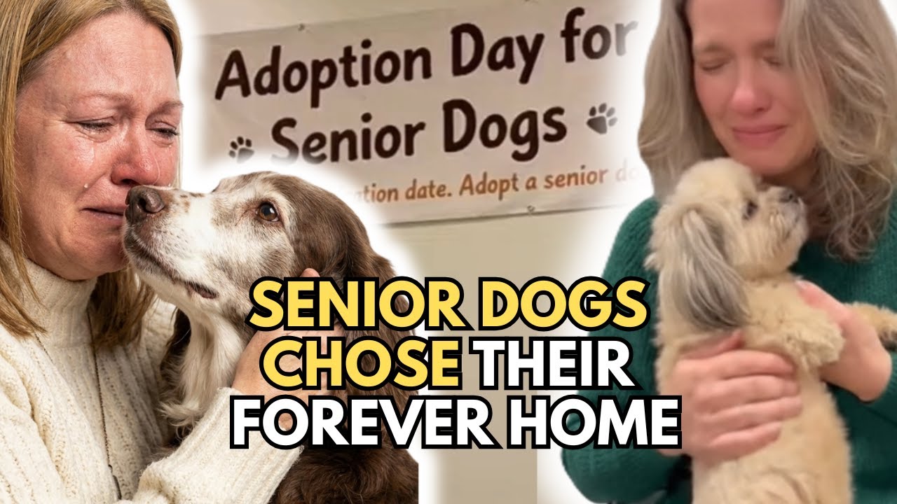 When an Old Dog Makes the Final Choice | A Touching Adoption Moment