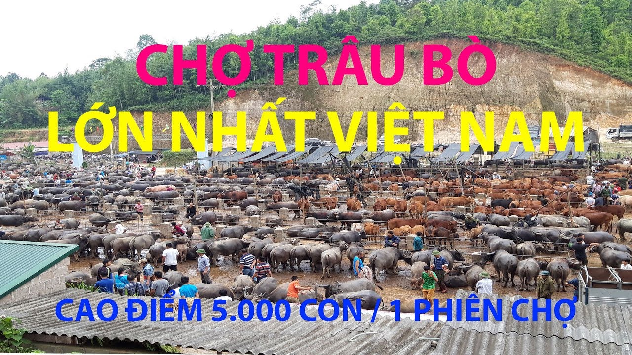 Có Lẽ Đây Là CHỢ TRÂU BÒ Lớn Nhất Việt Nam, Cao Điểm Một Phiên Chợ Là 5.000 Con, Trà Lĩnh Cao Bằng