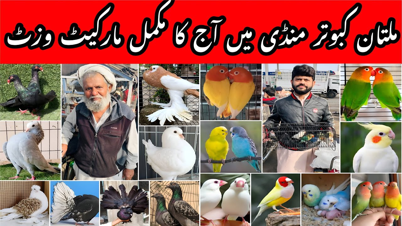 Multan Kabooter Mandi Latest Video | Cheap Birds & pigeons