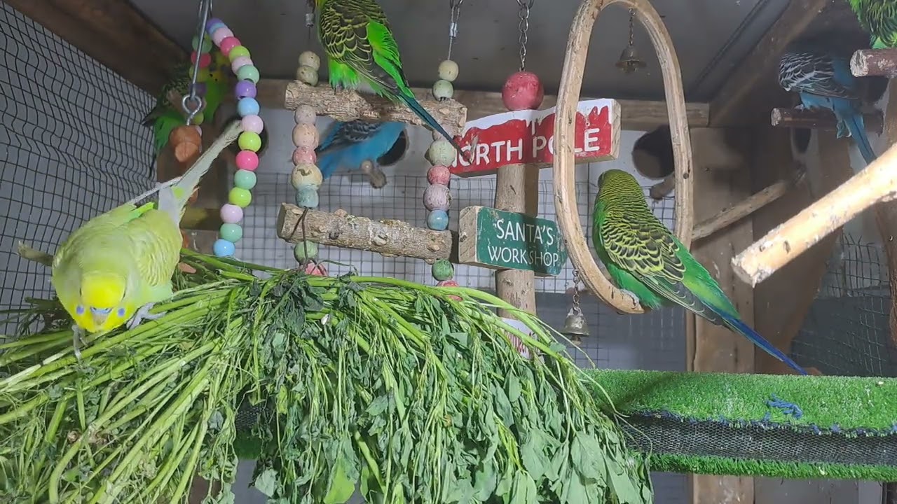 “This parrot just stole the show! 🔥🦜 #ForYou #Viral”