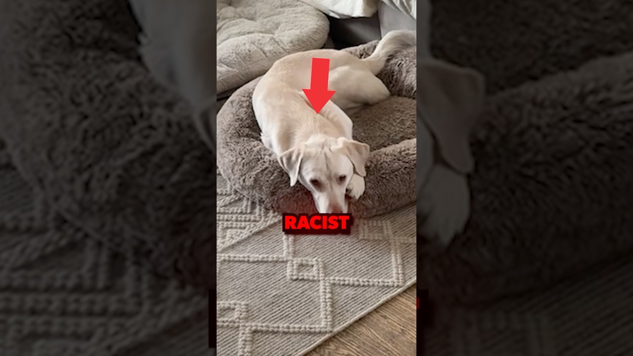 Proof That Dogs Are Racist? 🐶