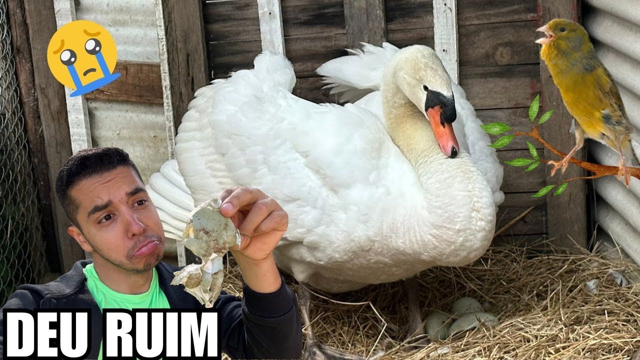 Filhote de  Canário do Reino | Ovo de cisne Branco QUEBRADO | Resgate da Gata | Aves Recriar