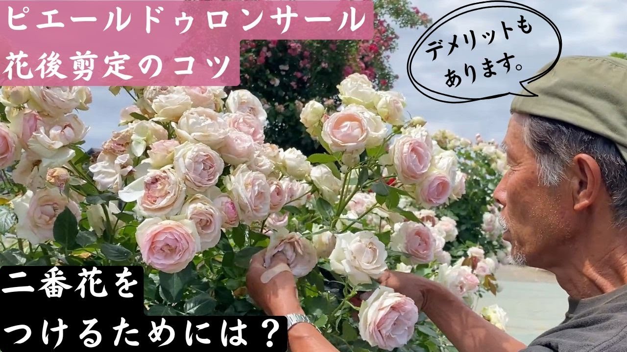 【見辛くて申し訳ありません】ピエールドゥロンサールの花後剪定のコツ　二番花が見たい！
