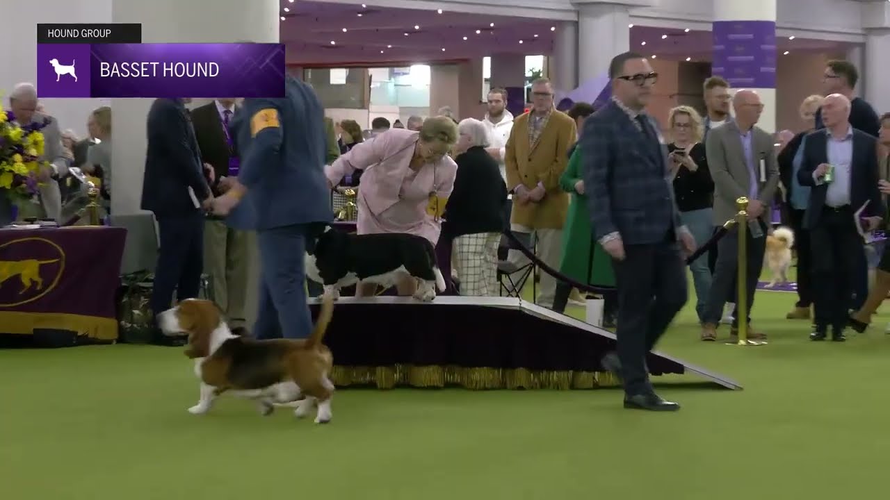 Basset Hounds | Breed Judging 2025