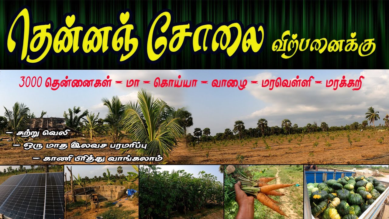 NP108 - தென்னஞ் சோலை விற்பனைக்கு..  l  34Lakh #jaffna l Northern Properties  #landforsale
