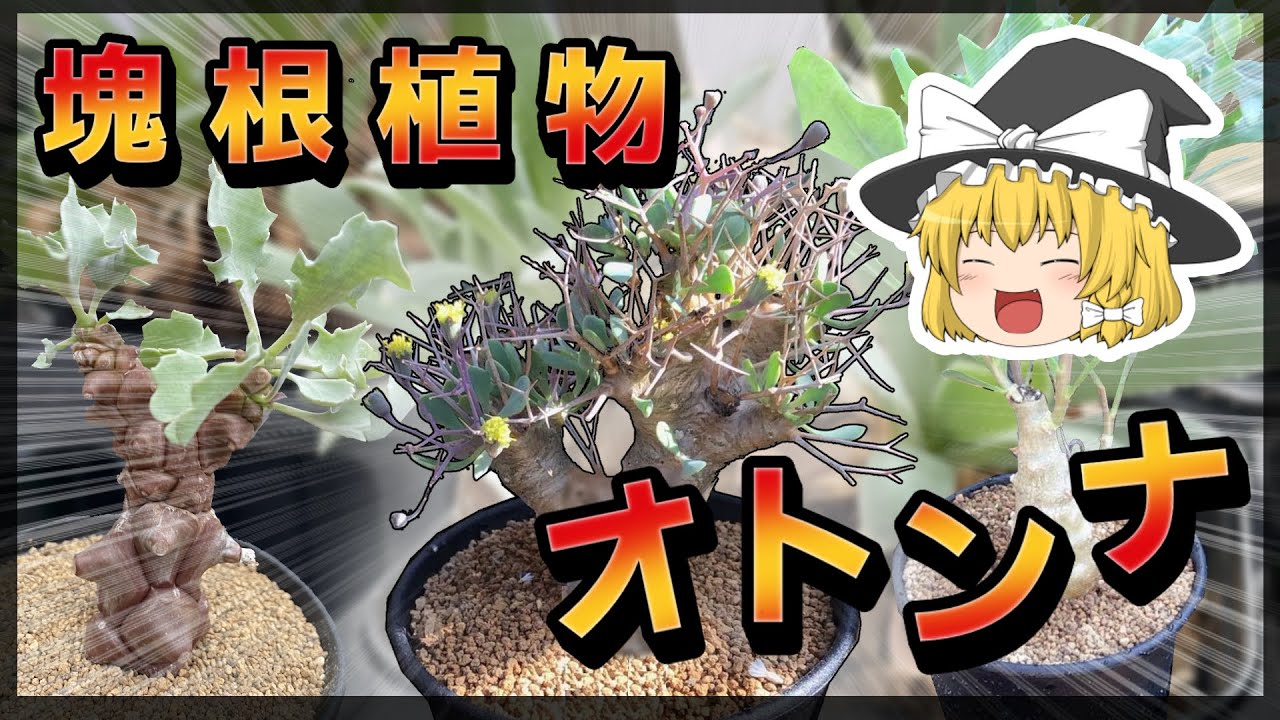 【ゆっくり解説】個性炸裂！塊根植物オトンナ属を解説！！【冬型コーデックス】【多肉植物】