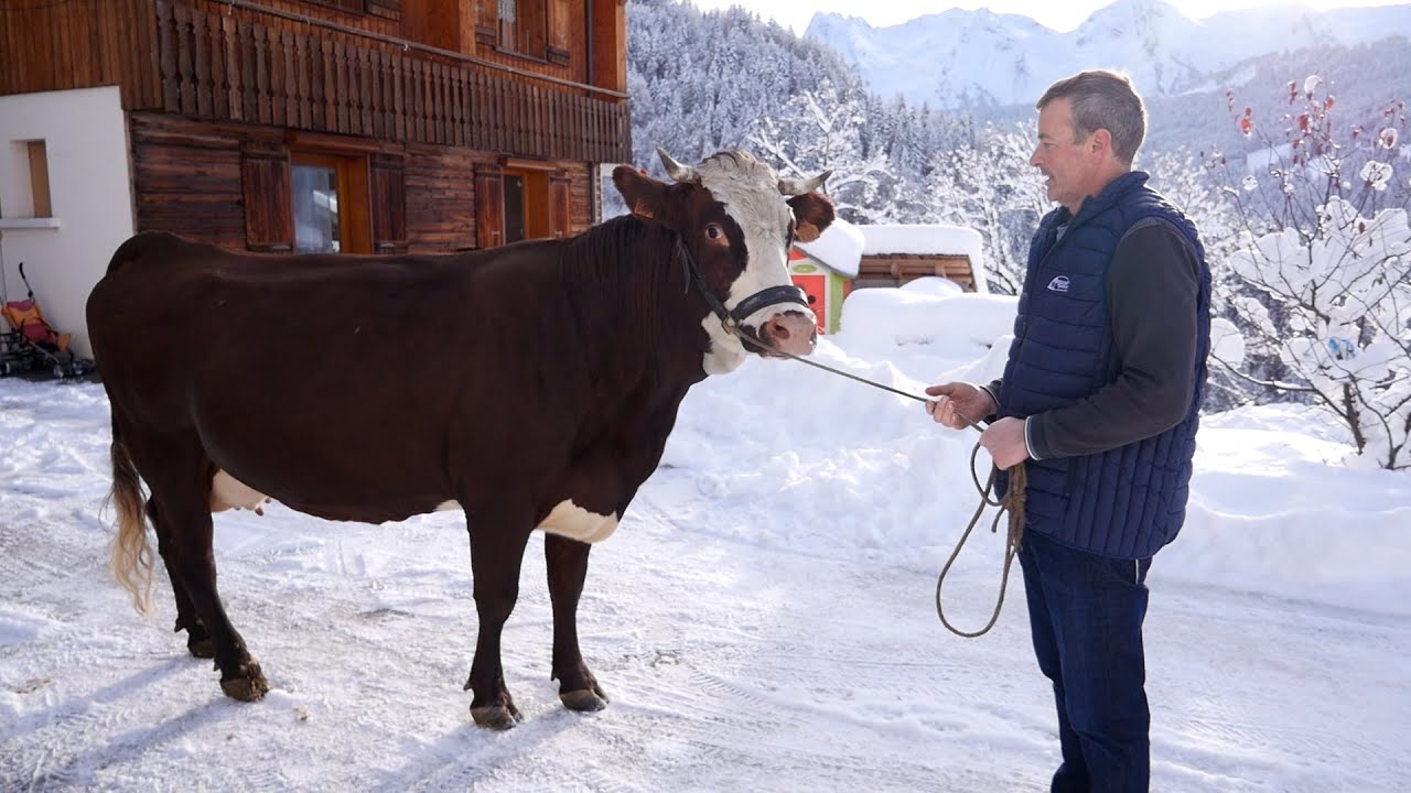 SALON DE L'AGRICULTURE 2022 : Neige, vache égérie du salon