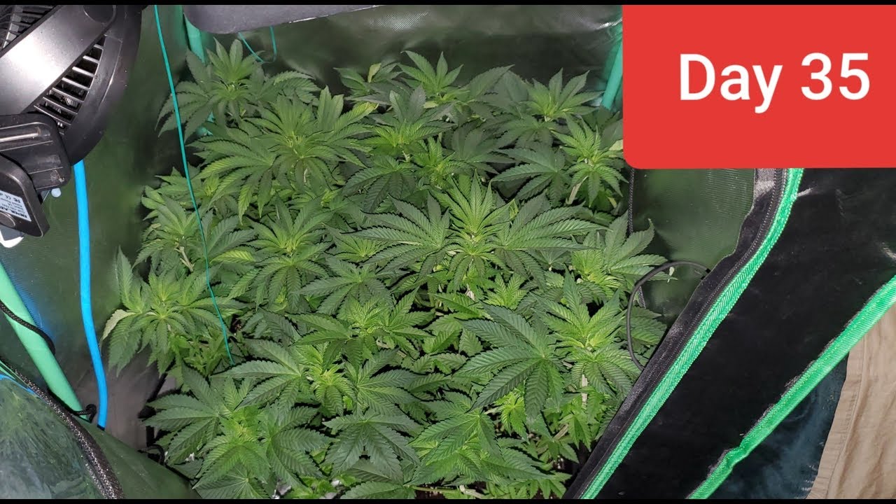 2x2x4 grow tent HUGE seedlings day 35 / day 1 of flower