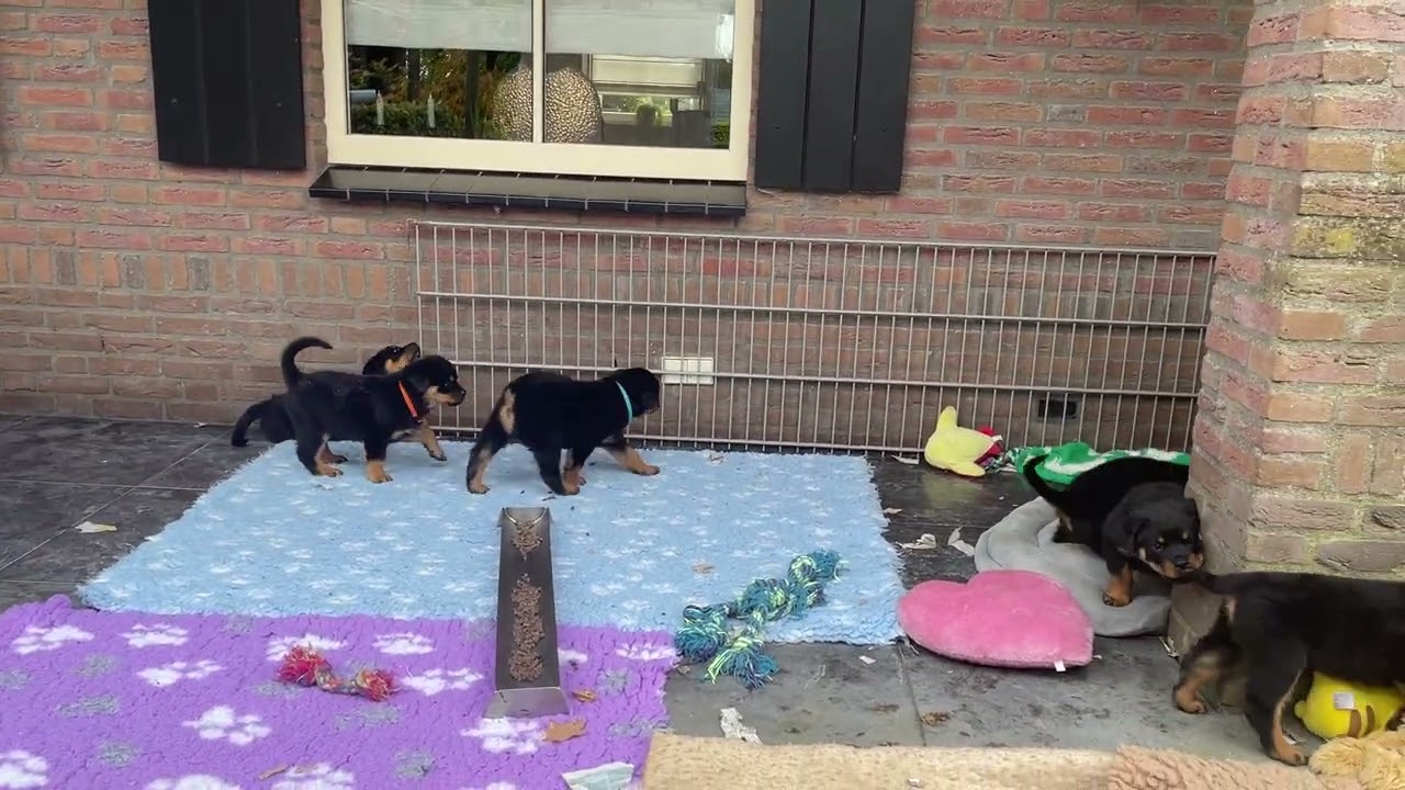 De Leemlande Rottweilers - pups Nanuc v.d. Leemlande x Ex von der Blauen Welle 8 weken