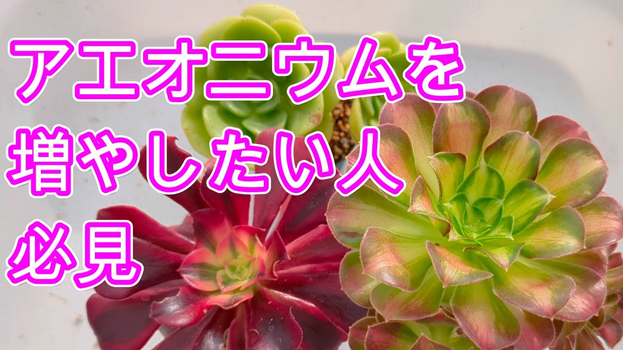 【多肉植物】【アエオニウム】今が成長期のアエオニウムを増やします