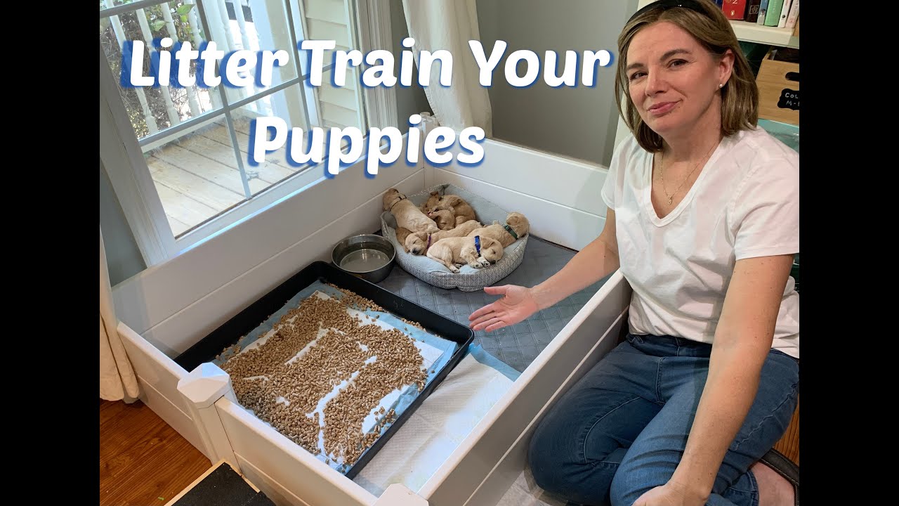 How to Train your Puppies to use the Litter Box