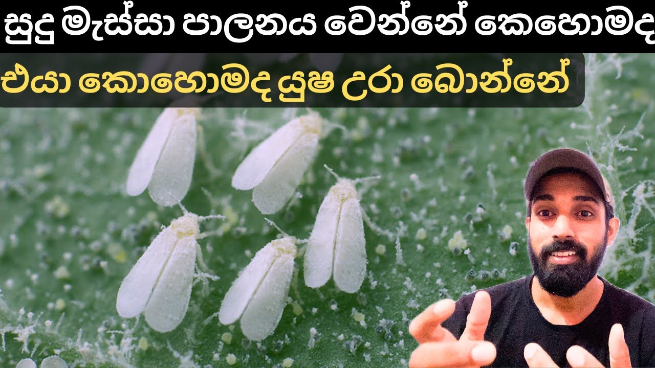 සුදු මැස්සගෙ ආහාර රටාව හා කෘෂි රසායන වලින් පාලනය වෙන ආකාරය, They are controlled with agrochemicals.
