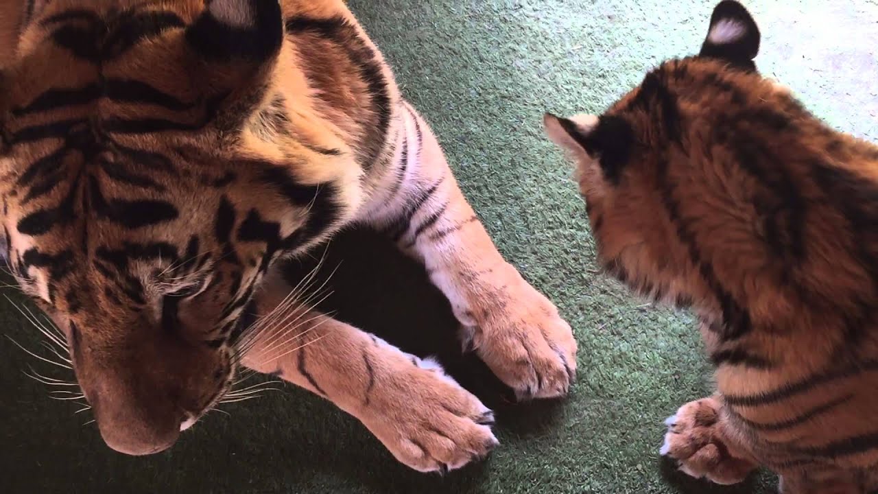 Diego the naughty tiger !