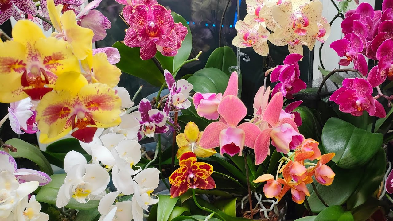Цветение орхидей в феврале 2024 г. ✨🌺💖
