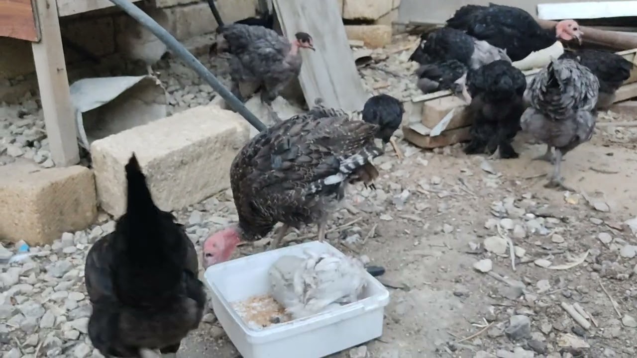 Axşam çəkilişi Heyvanlar satılır