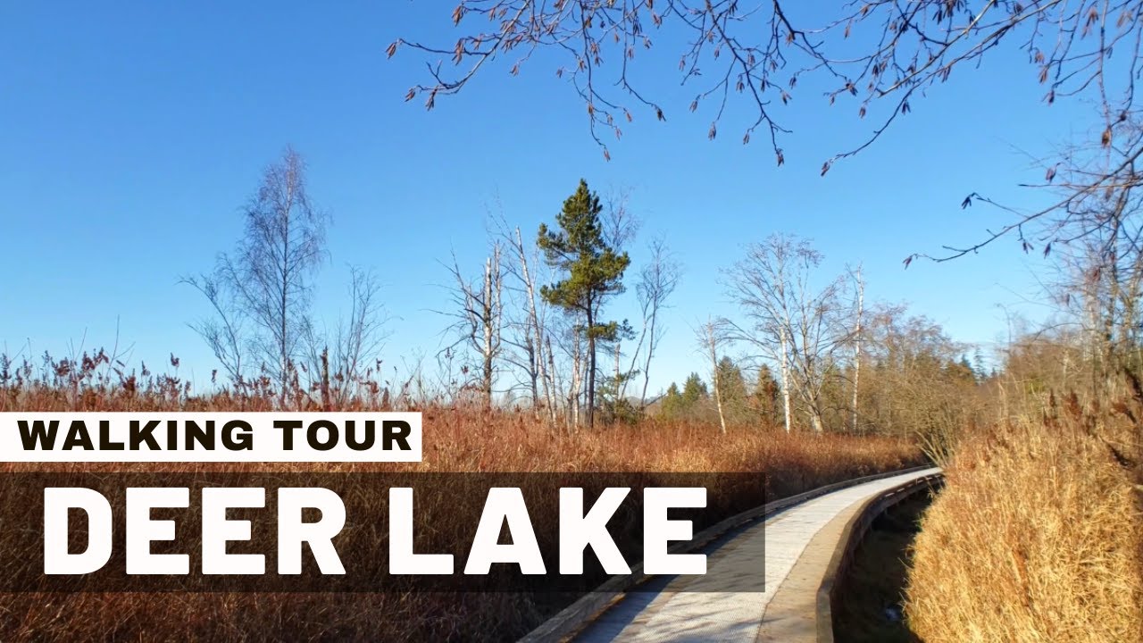 [4K] Deer Lake Park, Burnaby BC Canada - Trail Walking TourㅣCanada road, 4K Virtual Tour