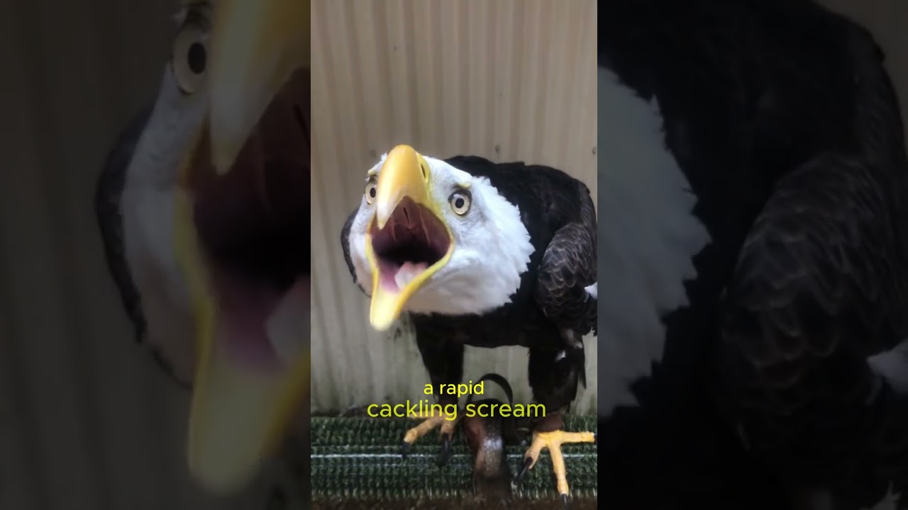 What Are Eagles Saying 🦅🔥 Top 5 Eagle Vocalization and Behavior explained 