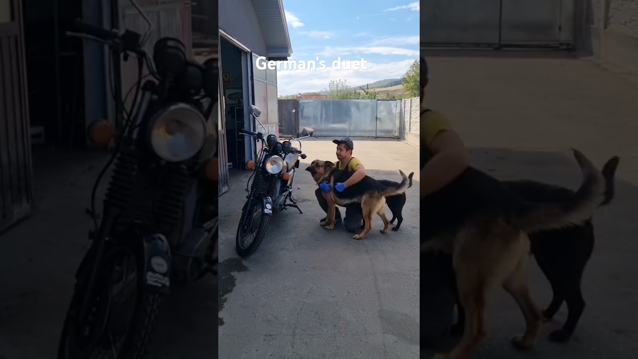 #germansheper