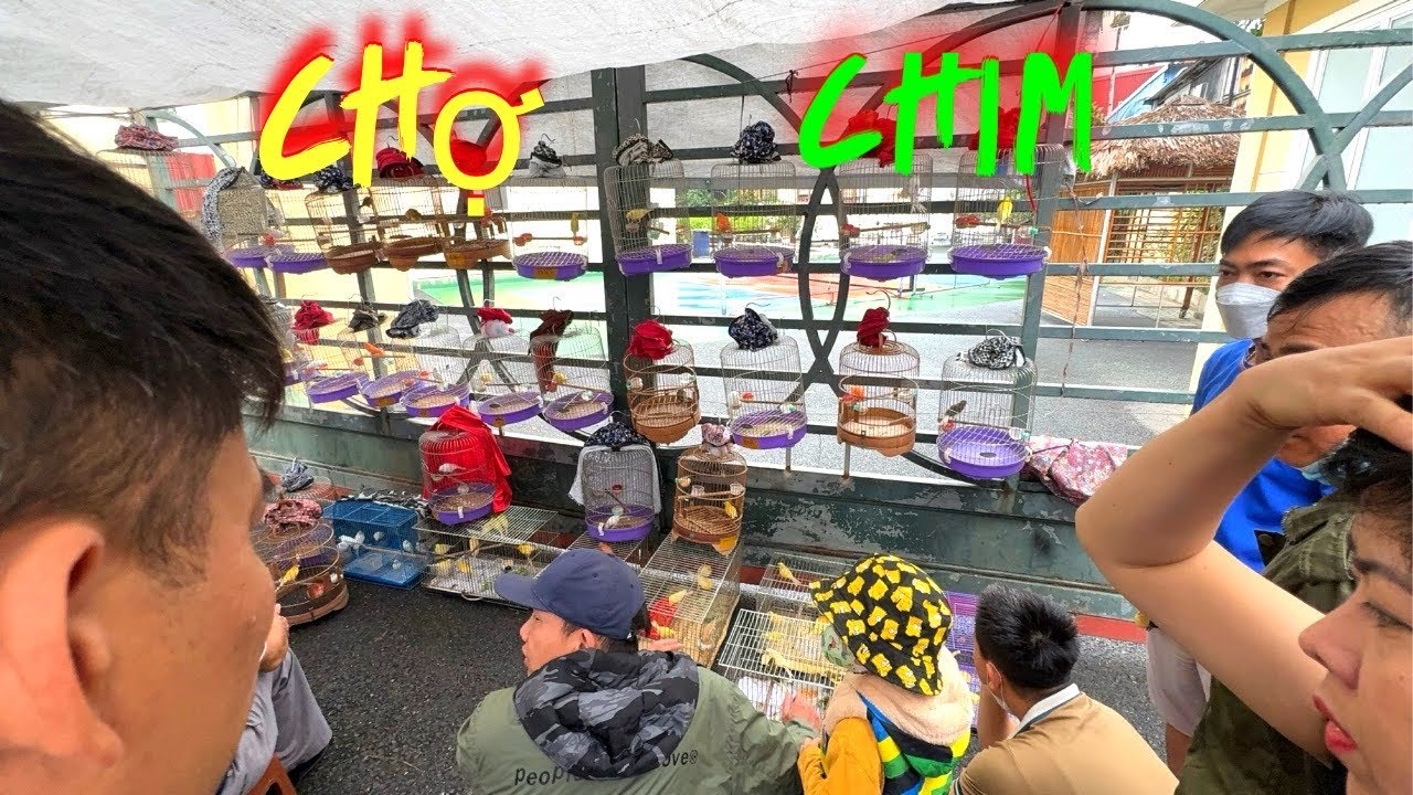 Khám phá chợ chim cảnh Lớn nhất miền Bắc có rất nhiều chim Rẻ và Đẹp