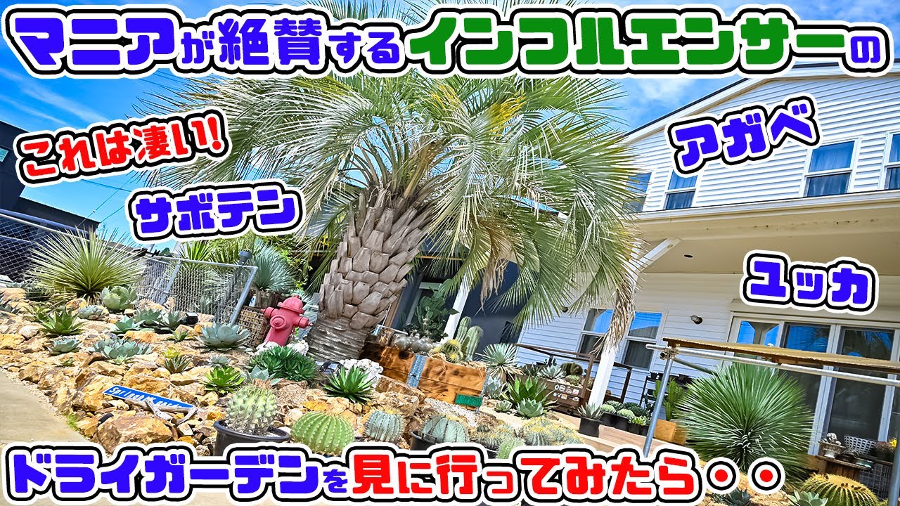 【アガベ・サボテンのインフルエンサー】のドライガーデンに行ってみたら・・大変な事に・・【🌵コバアミーゴのドライガーデンの世界🌵】