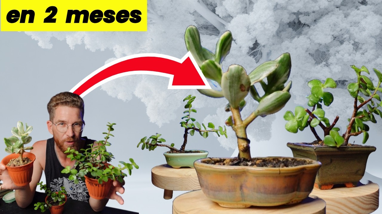 hacer un mini árbol de Crassula ovata en menos de 2 meses
