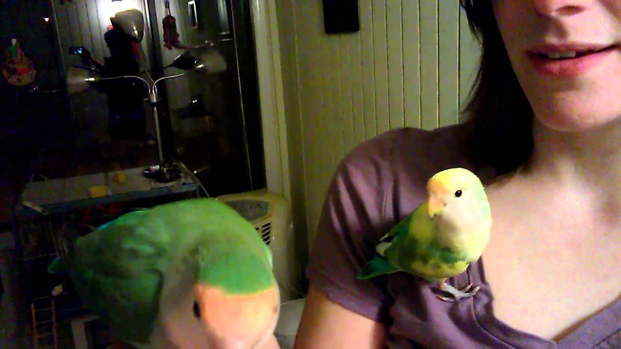 Loud night night lovebirds