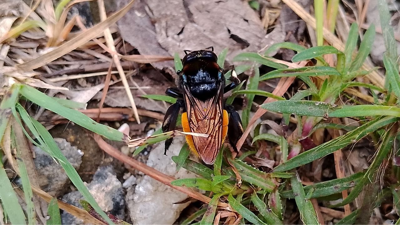 Una “abeja de las orquídeas” (género ‘Eulaema’)