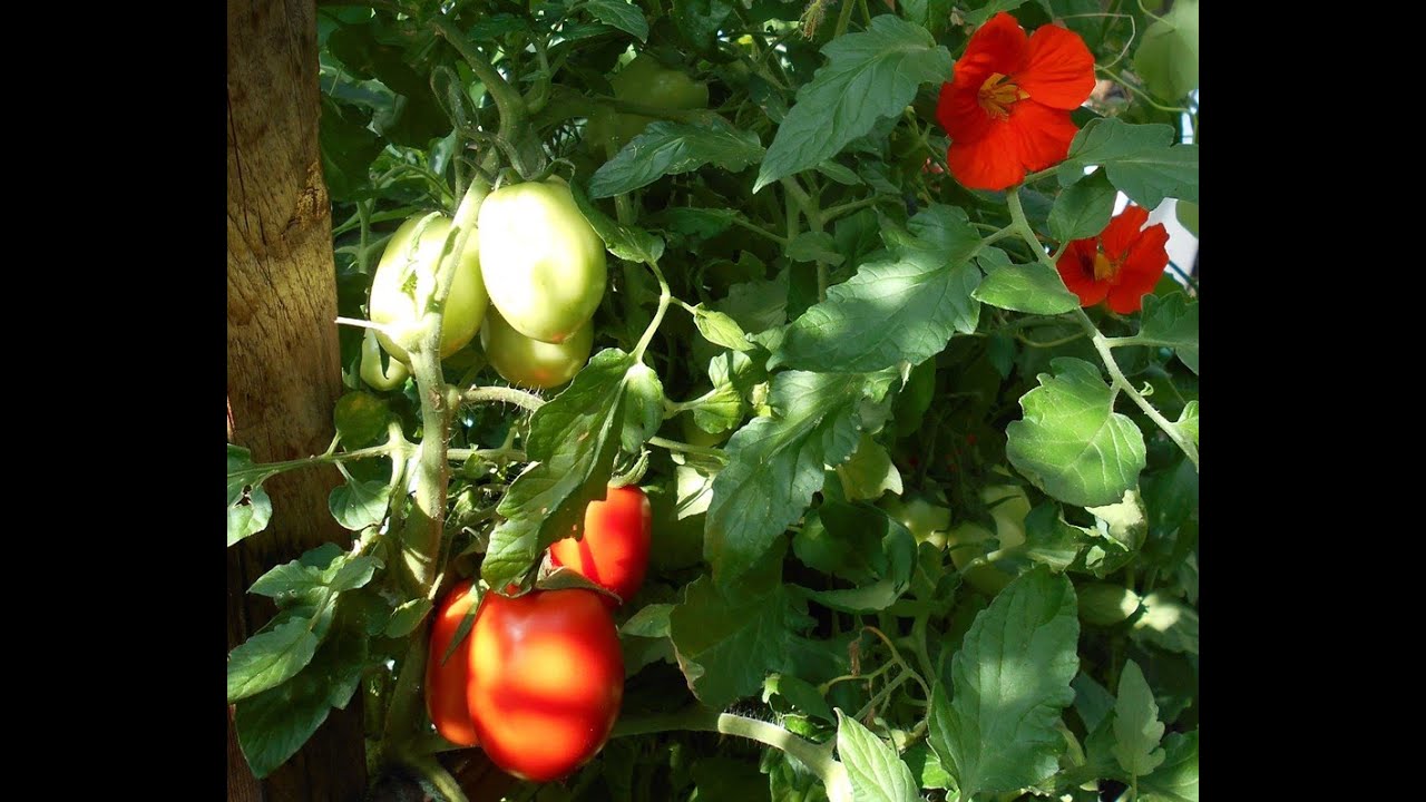 Homestead Happenings: Greenhouse Tour