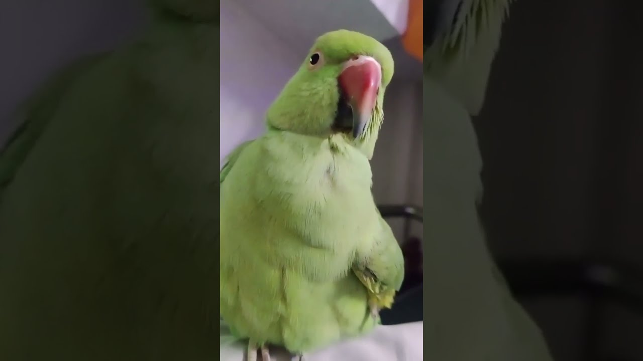 Parrot sound l parrot talking l talking parrot l parrot viral videos l parrot trending video
