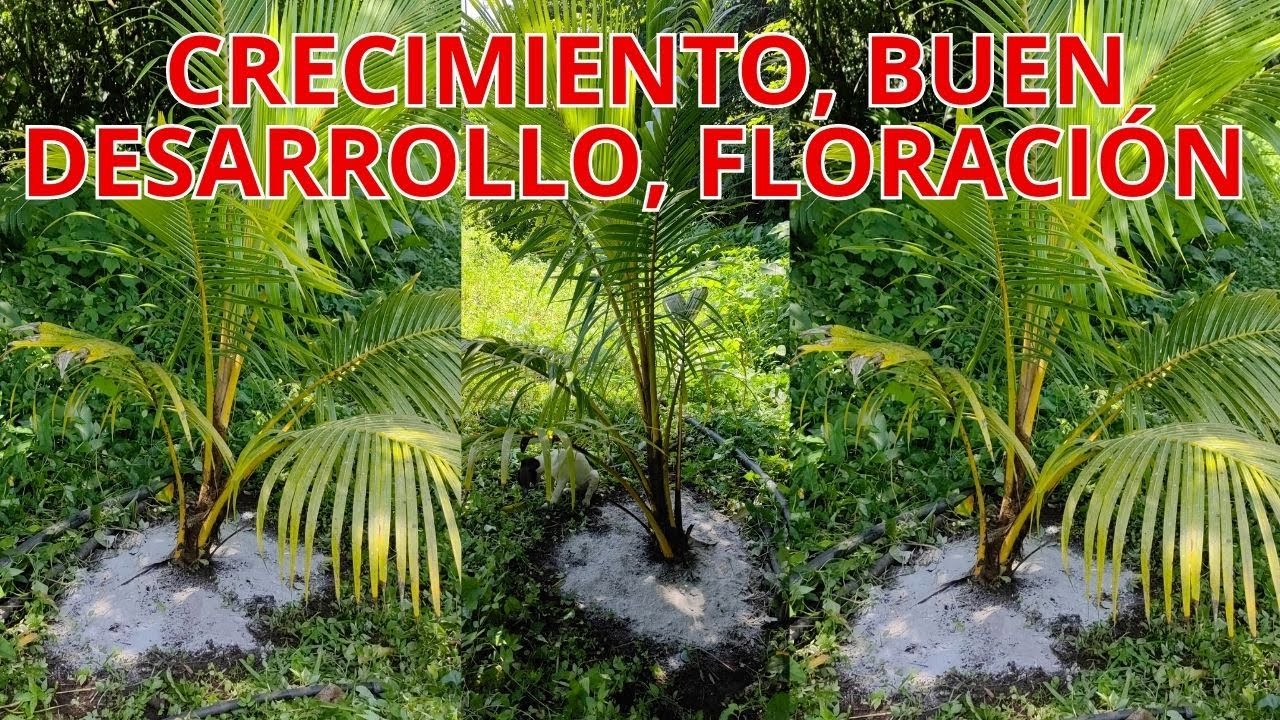 FERTILIZANTE PARA CRECIMIENTO, BUEN DESARROLLO, FLORACIÓN EN FRUTALES Y PALMAS DE COCOS.