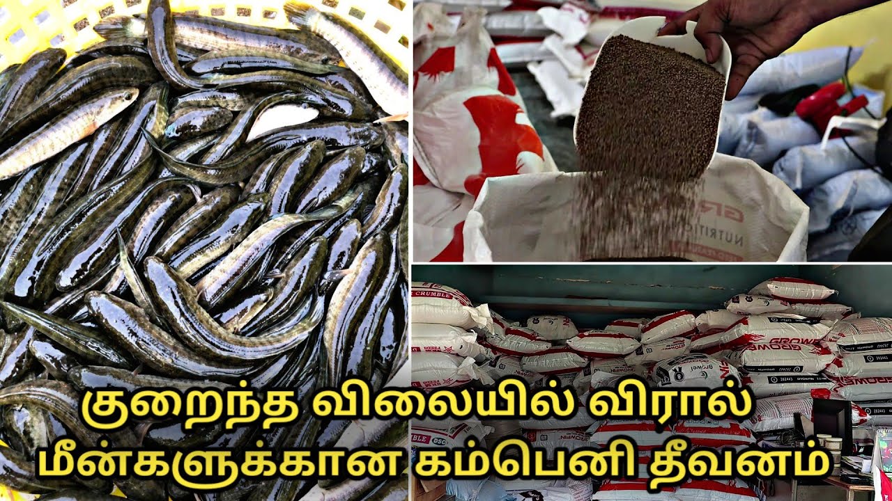 குறைந்த விலையில் விரால் மீன்களுக்கான கம்பெனி தீவனம் || growel fish feed || murrel fish feed