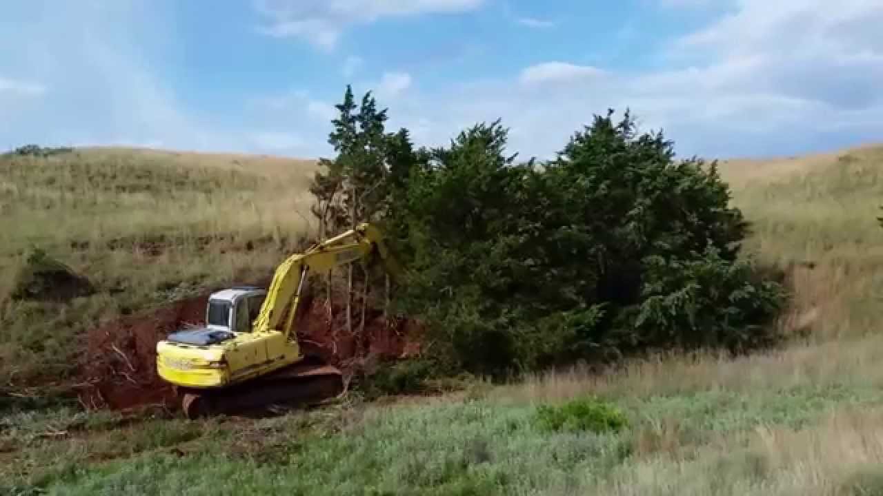 Cedar clearing with a Kobelco Excavator