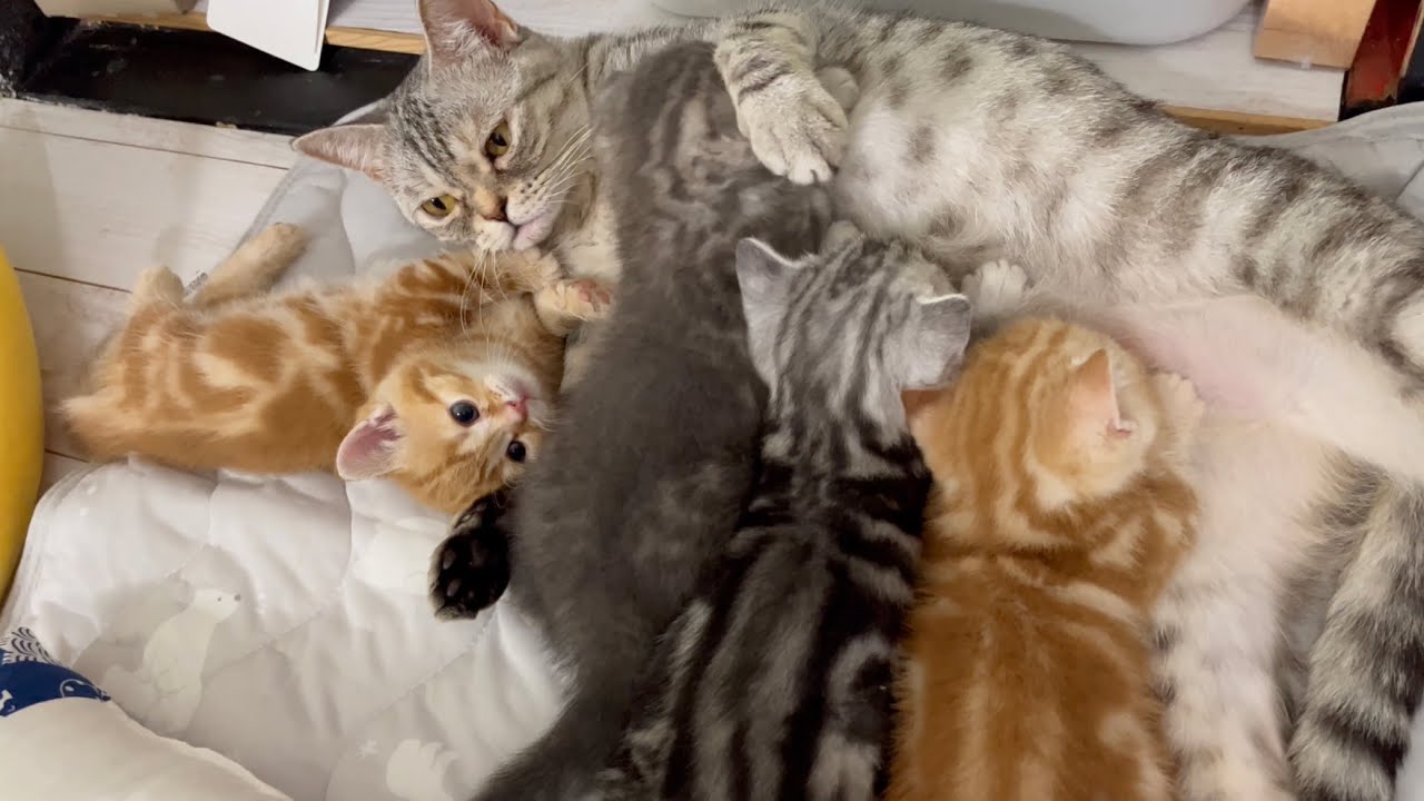 【初公開】ひとり別行動ばかりして心配だった子猫のちゃびくんが今となっては可愛い思い出💓