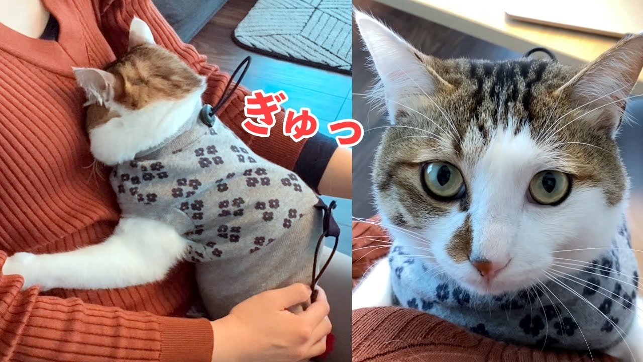 「ボクここにいていい？」降ろされてもあきらめずにお膝に登ってくる猫【テレワーク監視係】