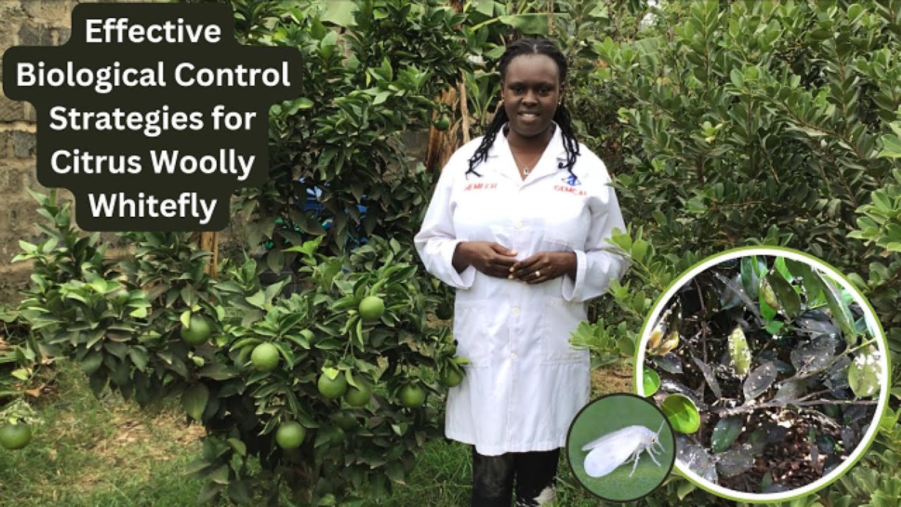 Effective Biological Control Strategies for Citrus Woolly Whitefly