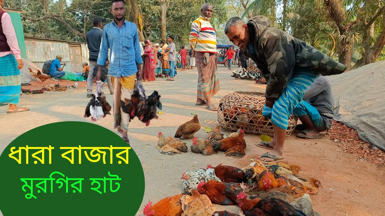 দেশিও মুরগির বেচাকেনা কম বাজারে ব্যাপারী নেই“The buying and selling of native chickens is low
