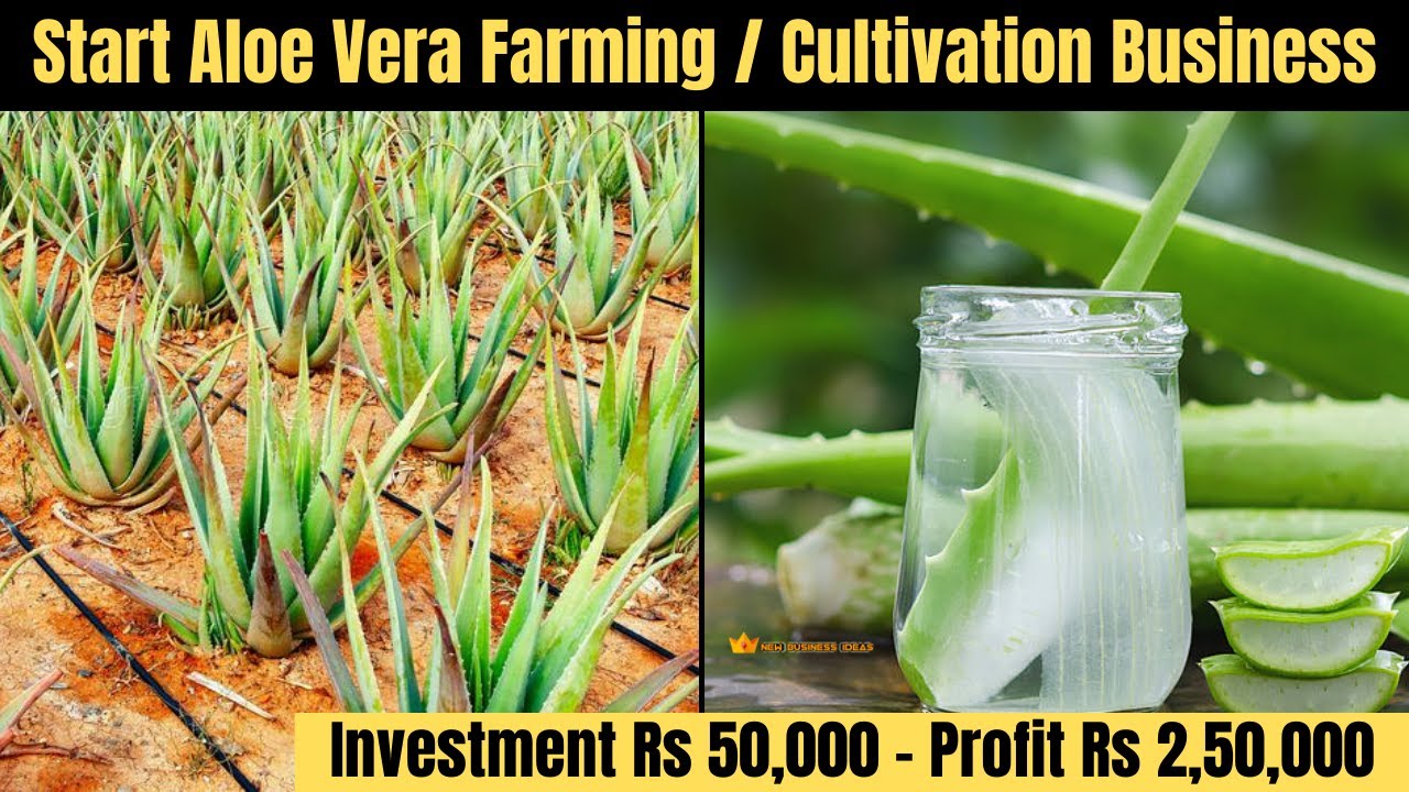 Start Aloe Vera Farming Business TODAY - Best Farming Business