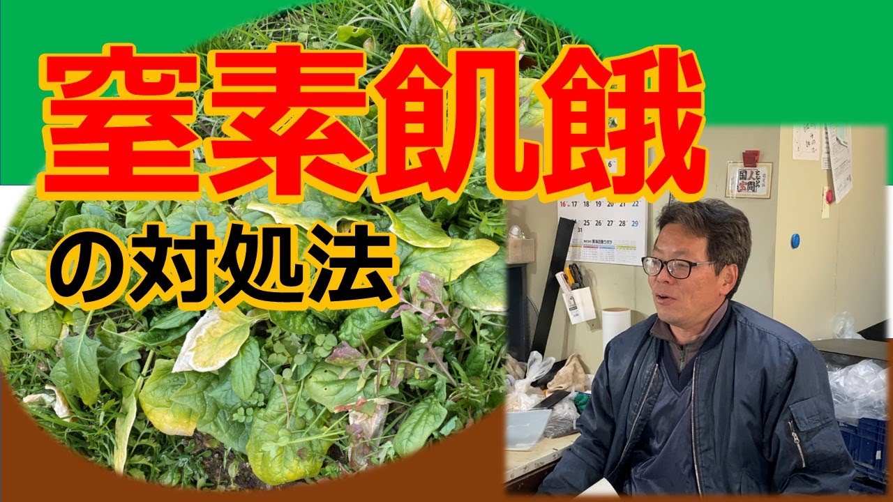 【窒素飢餓】なったらどうする？窒素飢餓になったときの対処法