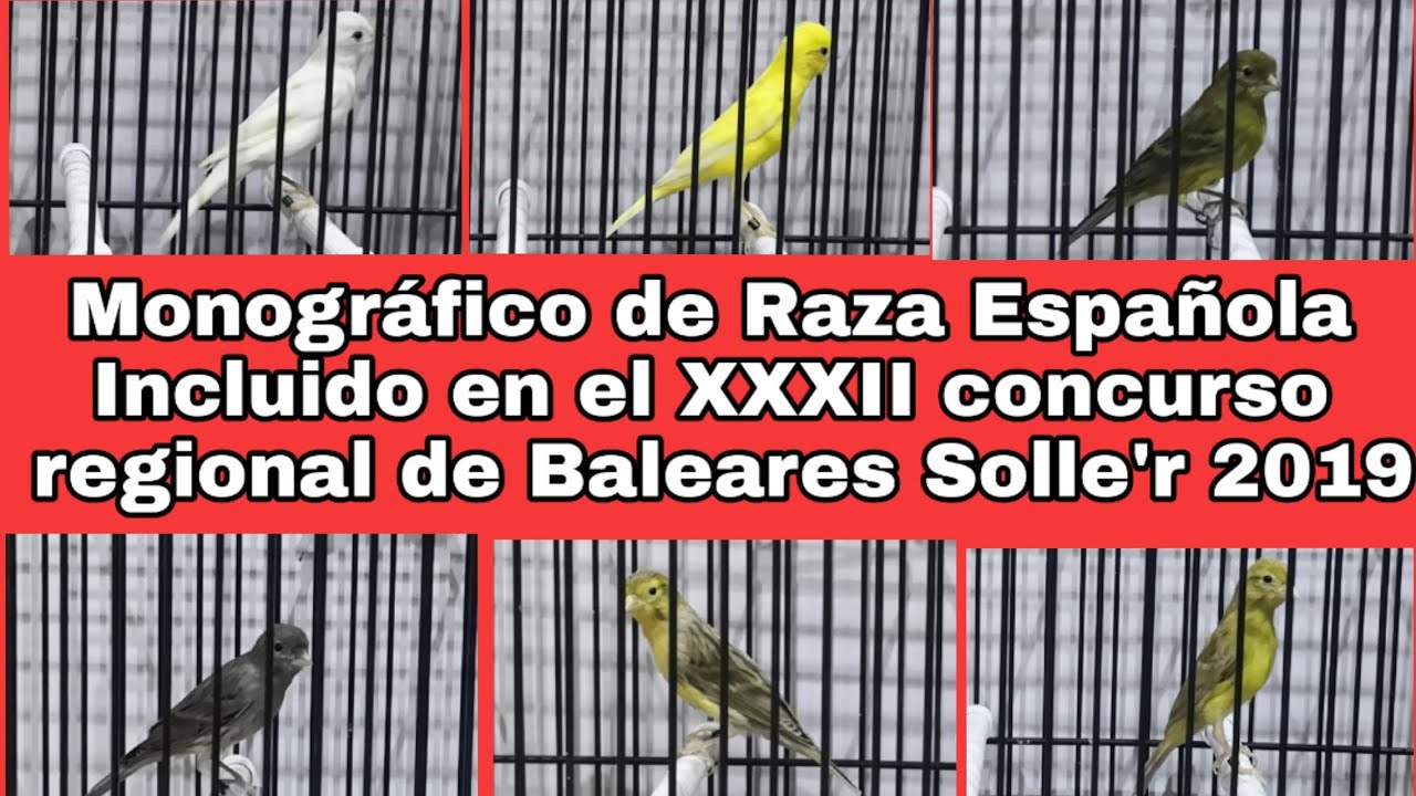 Monográfico de Raza Española incluido en el XXXII concurso regional de Baleares Solle'r 2019