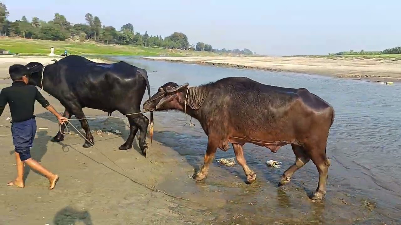 বৃদ্ধ কৃষক ও তার দুই সন্তান সন্তানের মত মহিষ জোড়া  কে গোসল করাচ্ছে 😄❤️