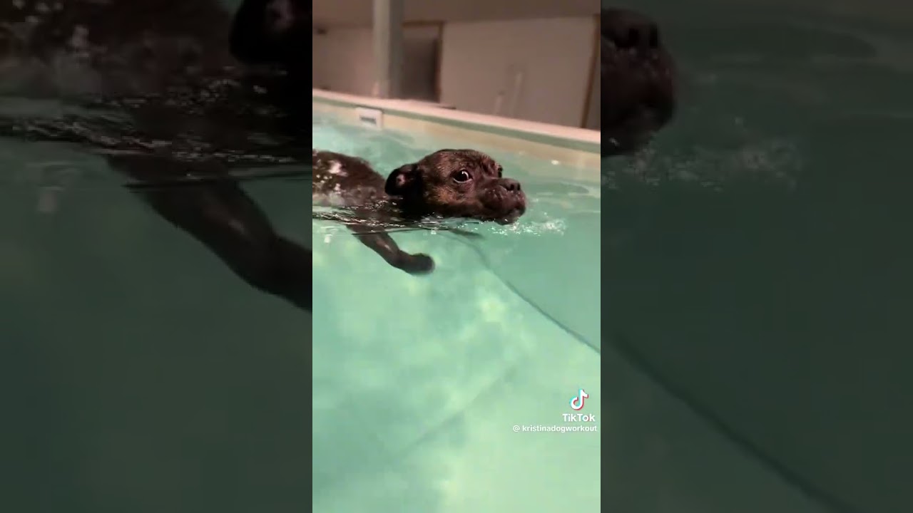 Dog swims