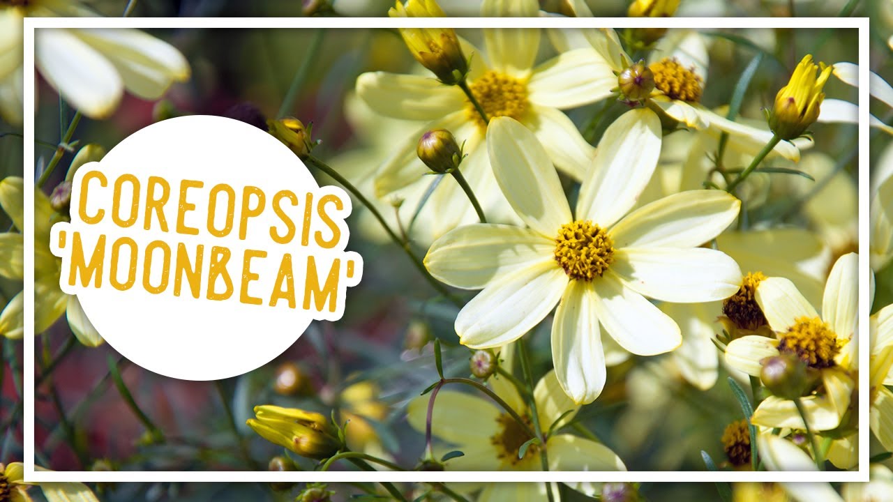 Plant of the Week: Coreopsis 'Moonbeam'