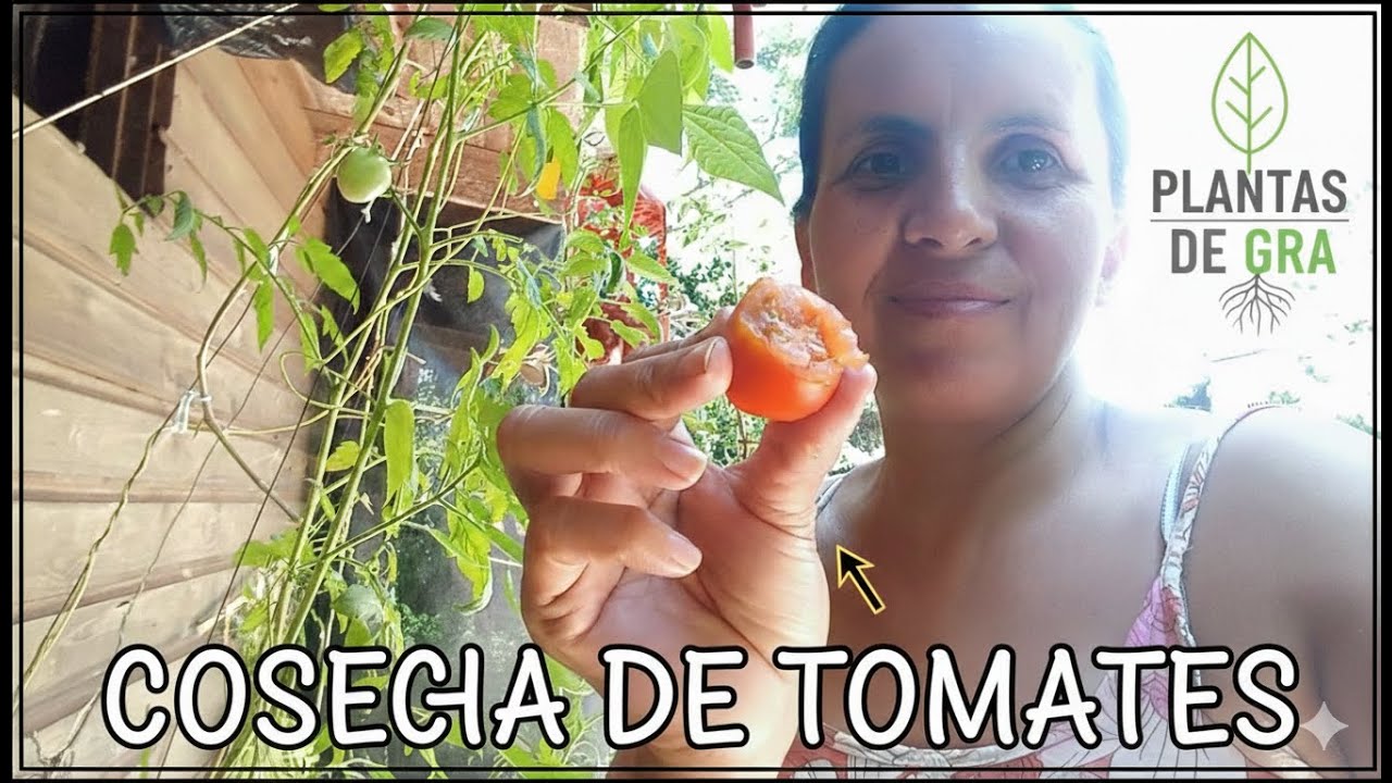 🍅 COSECHA de TOMATES en mi huerta 🍅 ¡y la SORPRESA más esperada! 🍉✨ por fin SANDÍA #28