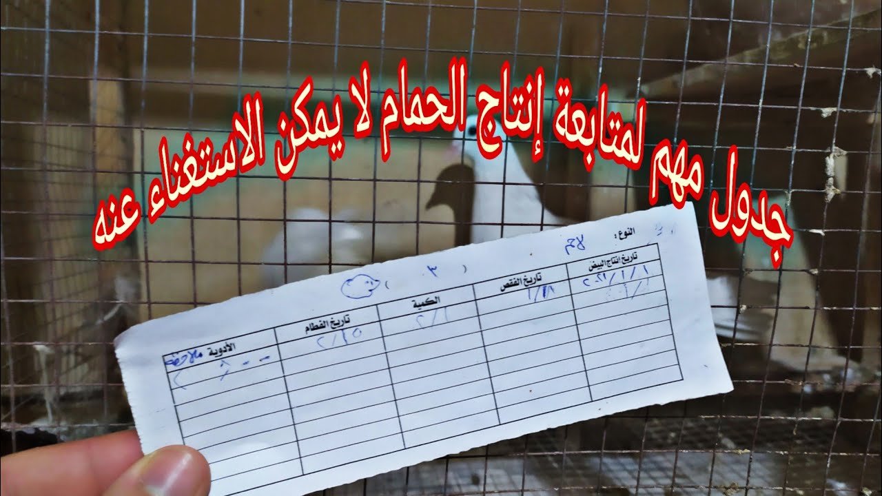 شرح عملى لجدول إنتاج الحمام