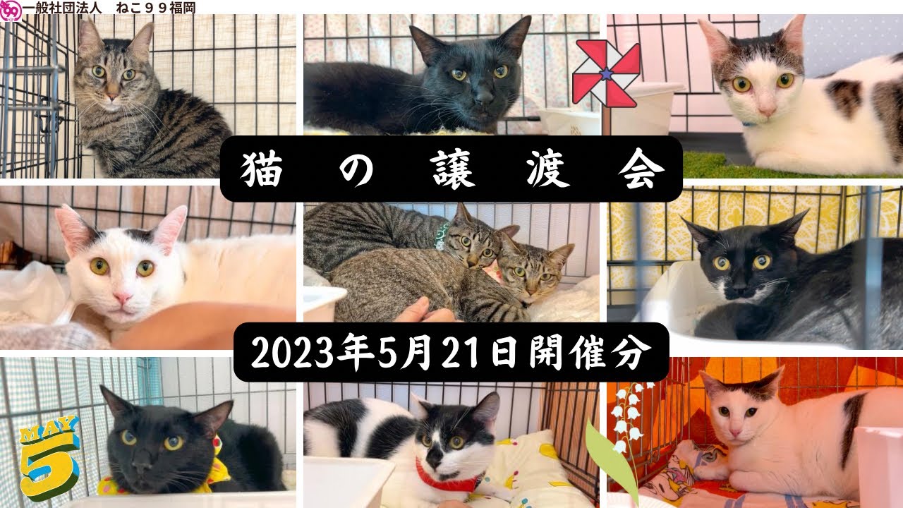 猫の譲渡会【2023年5月21日】総勢18匹😸 P2会場から🍀ねこ99福岡の里親募集