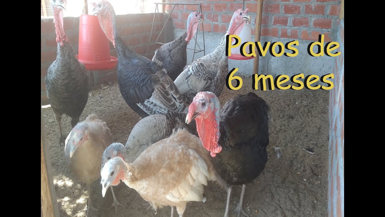 Mis pavos de 6 meses * pavos criollos  * pavos de corral  como cuidarlos