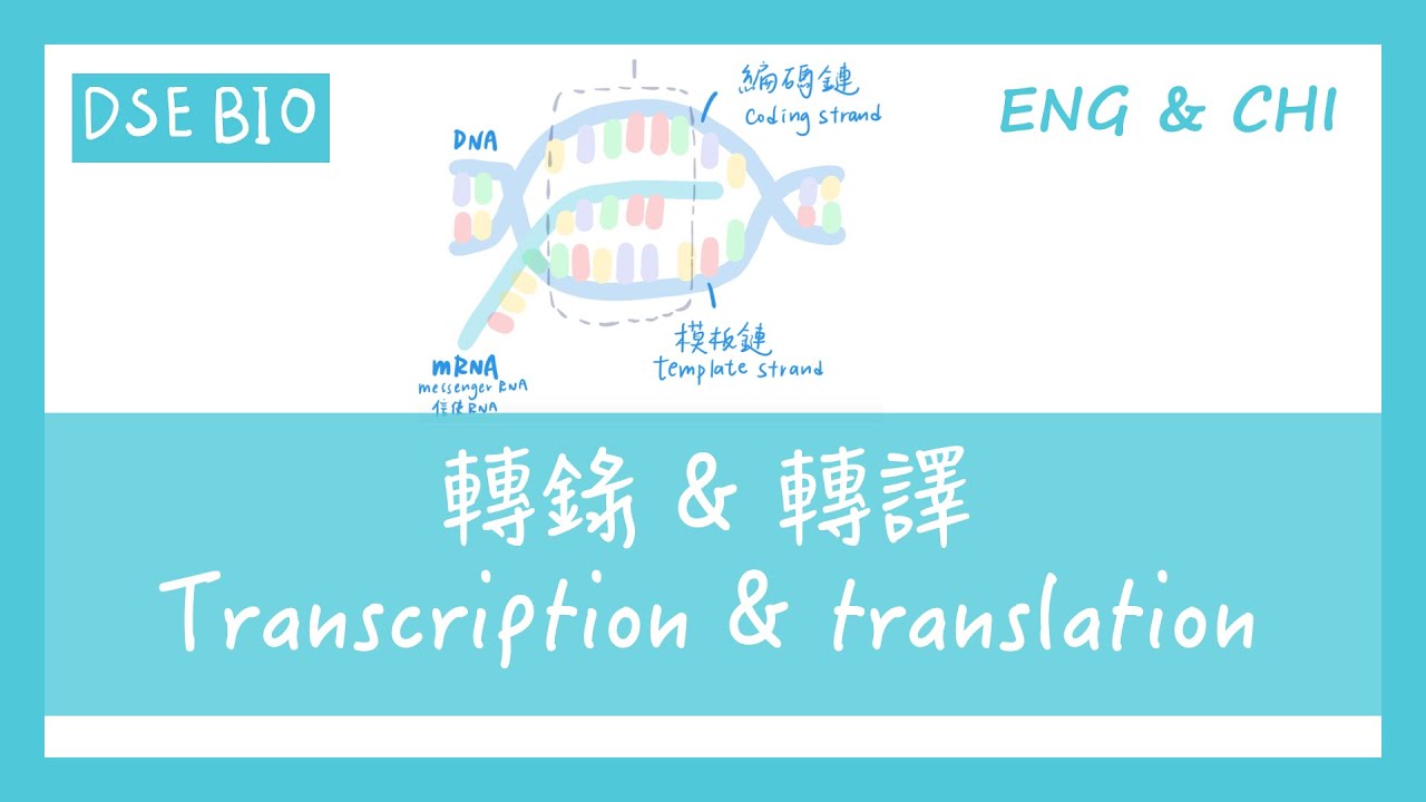 [DSE BIO] 轉錄及轉譯 Transcription & translation