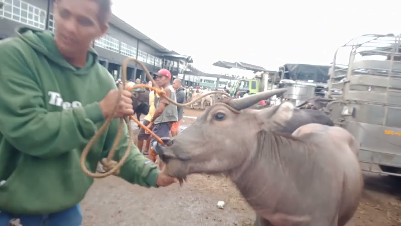Mahal kahit kukunti.(March 13,2026) #livestock #viralvideo #carabao #buffalo #animals 
