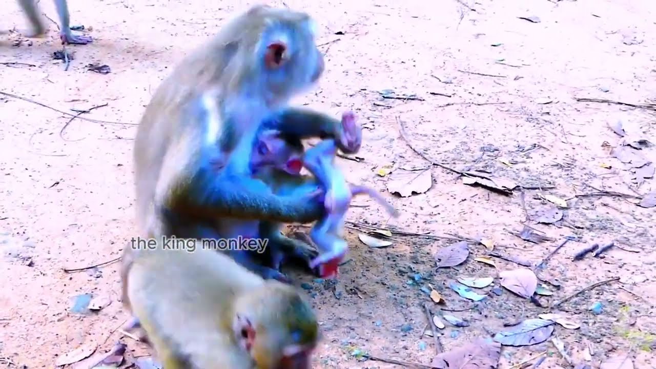 MOnkey leo was reject milk from Mom.